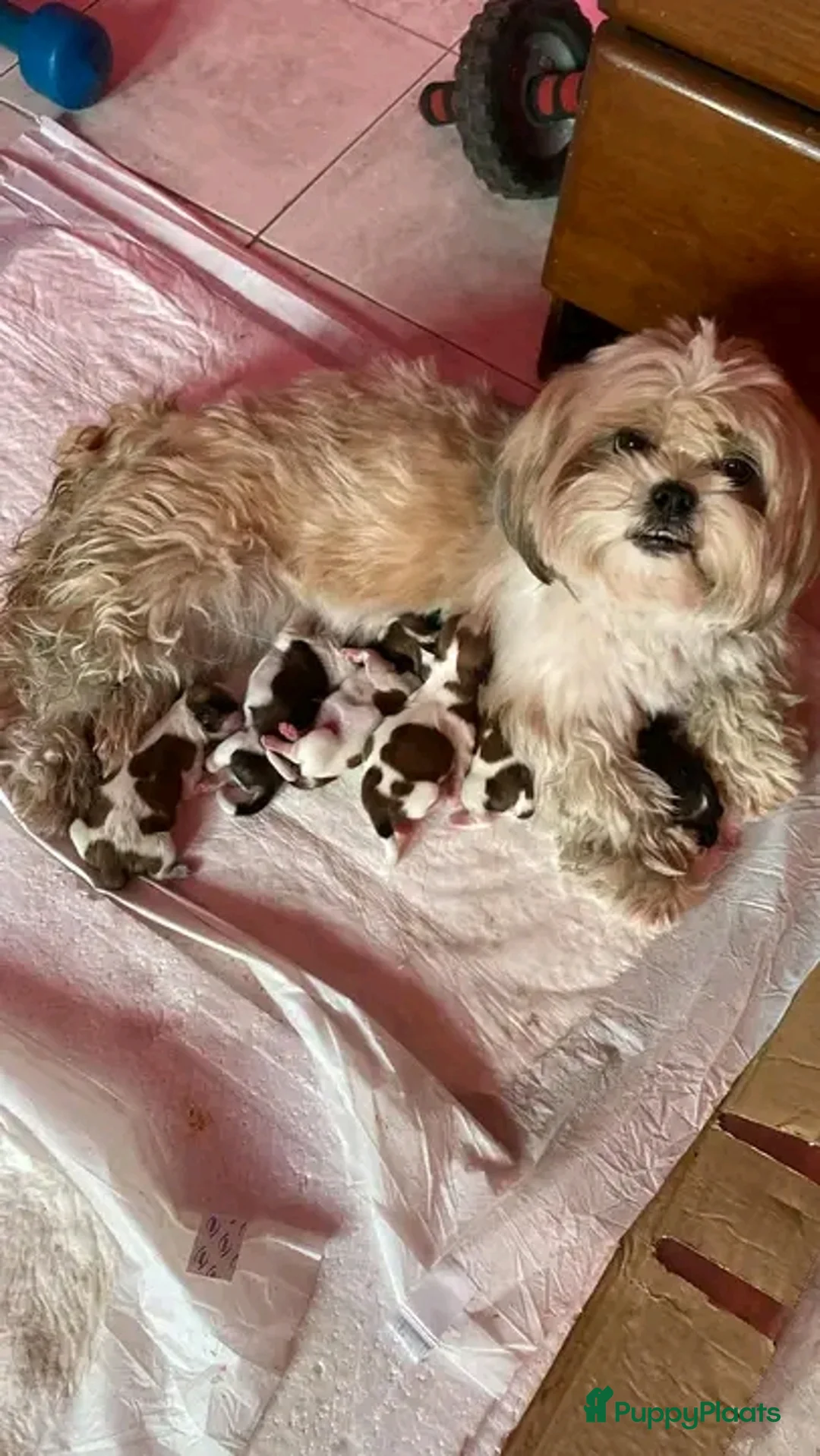 Shih Tzu honden ter adoptie: schattige Shih Tzu-puppy's 🐶   - Advertentie 5