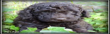 Labradoodle 1