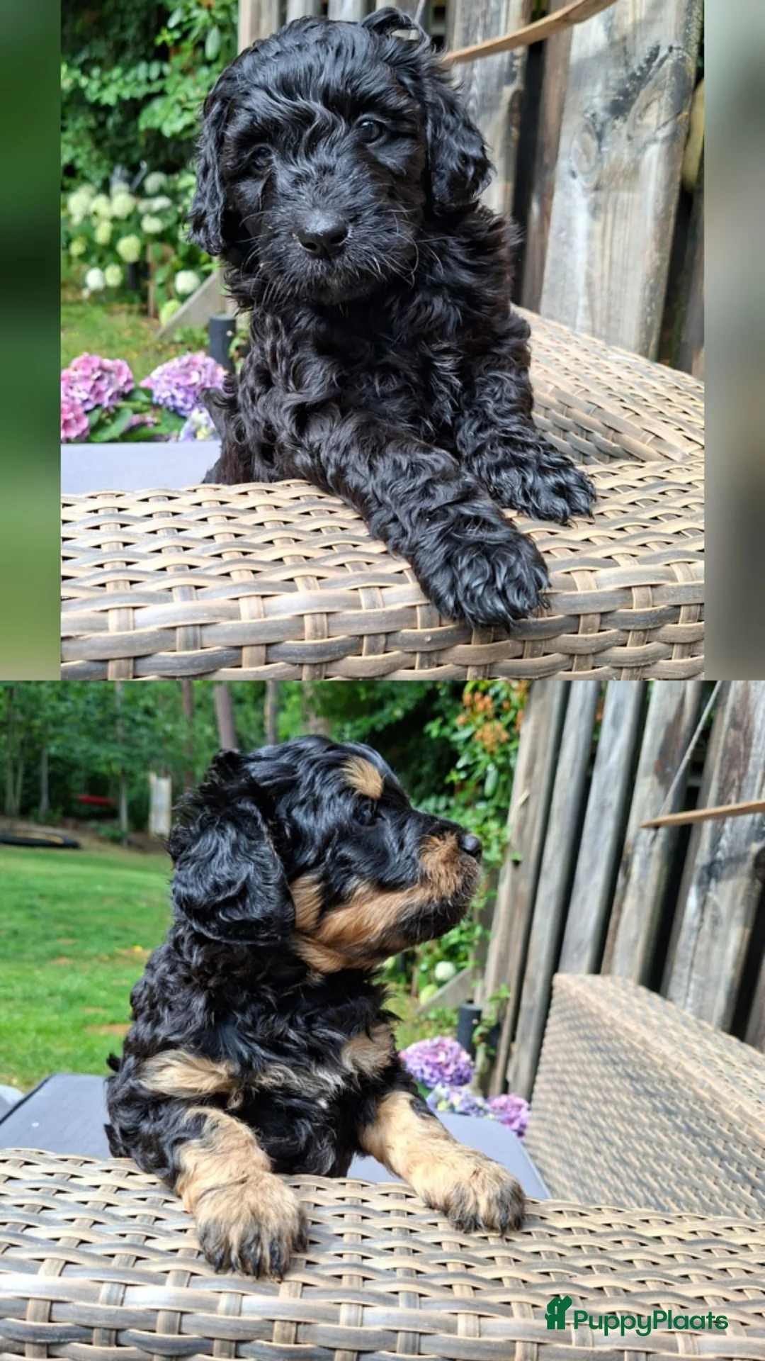 Labradoodle honden te koop: Labradoodle pups in 't Harde - Advertentie 2
