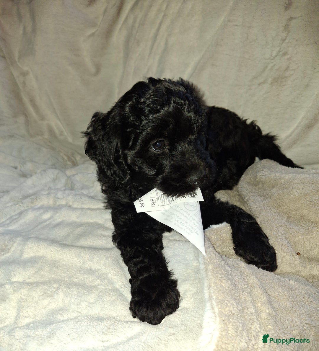 Goldendoodle honden te koop: Goldendoodle teefje - Advertentie 1