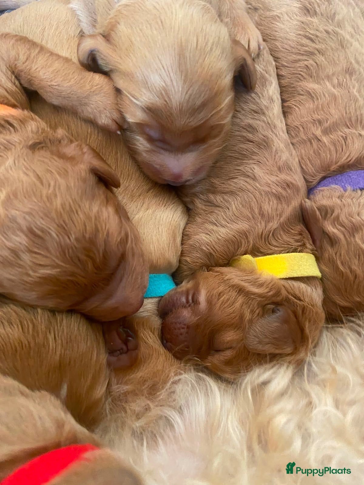 Kruising honden Knuffelzachte caramel & apricot Labradoodle pups🧡 - Advertentie 6