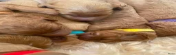 Kruising honden te koop: Knuffelzachte caramel & apricot Labradoodle pups🧡 - Advertentie 1