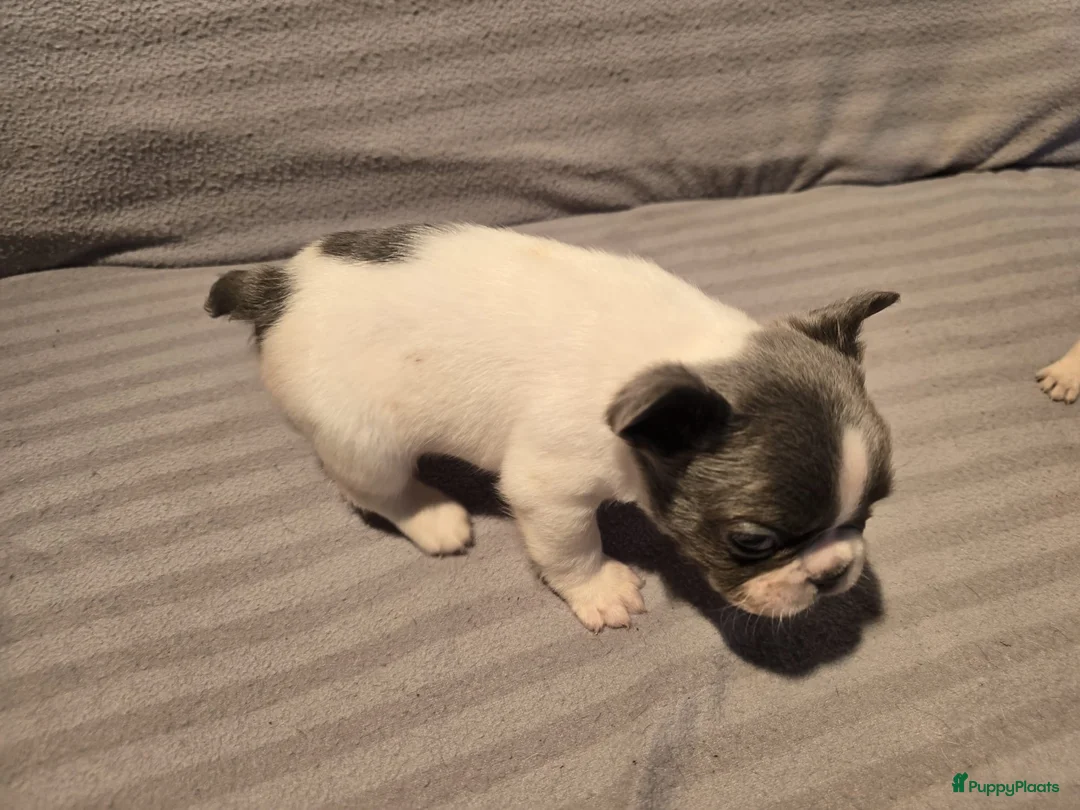 Franse Bulldog honden te koop: Knappe Franse buldogs enkele fluffy  - Advertentie 2