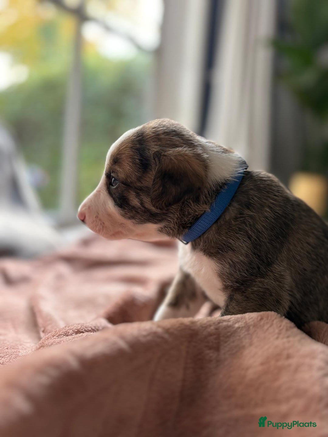 Kruising honden te koop: Whippet Pups X Border Collie  – gezinsvriendelijk! - Advertentie 12