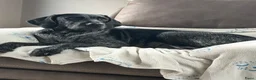 Duitse Staande Hond Draadhaar honden te koop: Pups te koop  - Advertentie 1