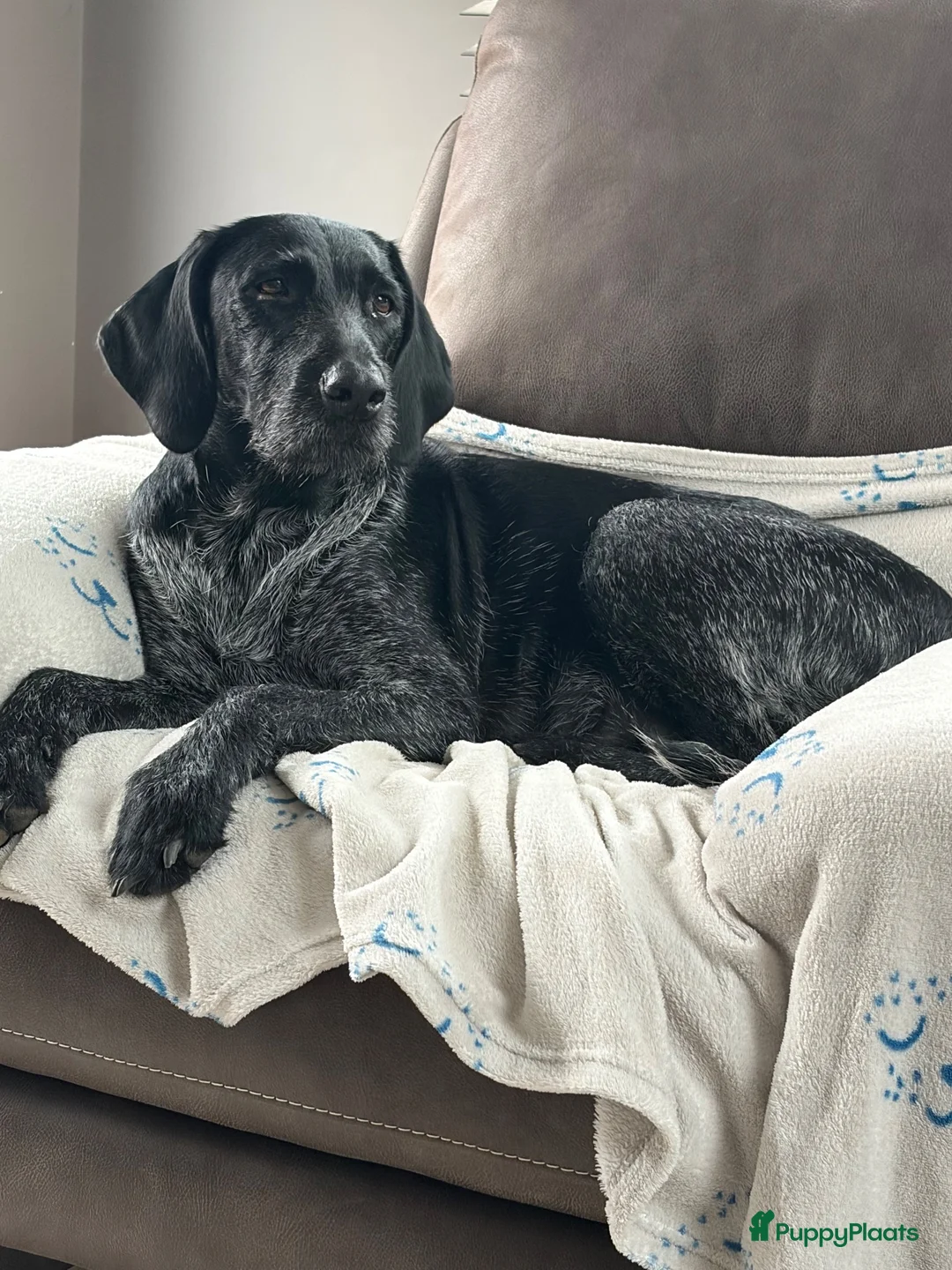 Duitse Staande Hond Draadhaar honden te koop: Pups te koop  - Advertentie 1