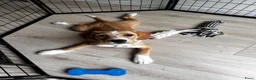 Kruising honden te koop: Lieve Tala zoekt een nieuw thuis - Advertentie 9