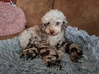 Poedel Toy honden Mooie chocolade merle pups - Advertentie 1
