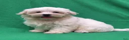 Maltezer honden te koop: Lieve Maltezer Pups 💕 - Advertentie 19