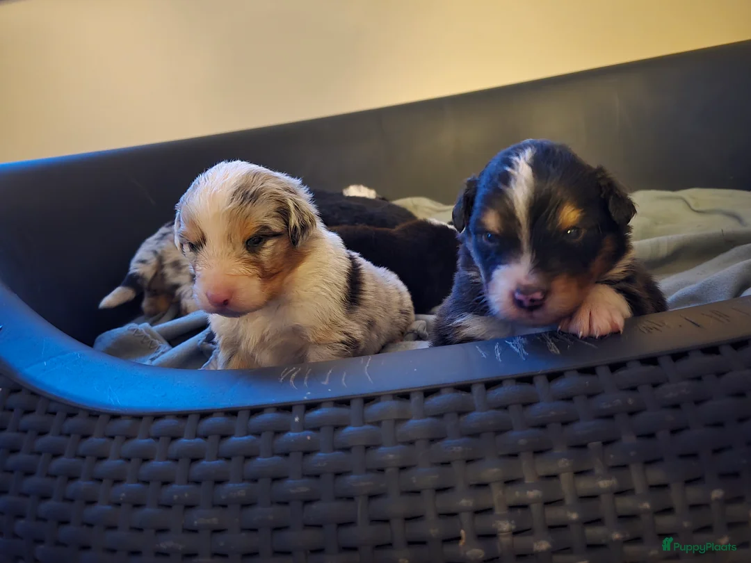 Australian Shepherd honden te koop: Australische Herder puppy's (zie foto's) - Advertentie 4