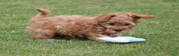 Maltipoo honden te koop: Lieve Maltipoo teefje zoekt haar gouden mandje - Advertentie 12