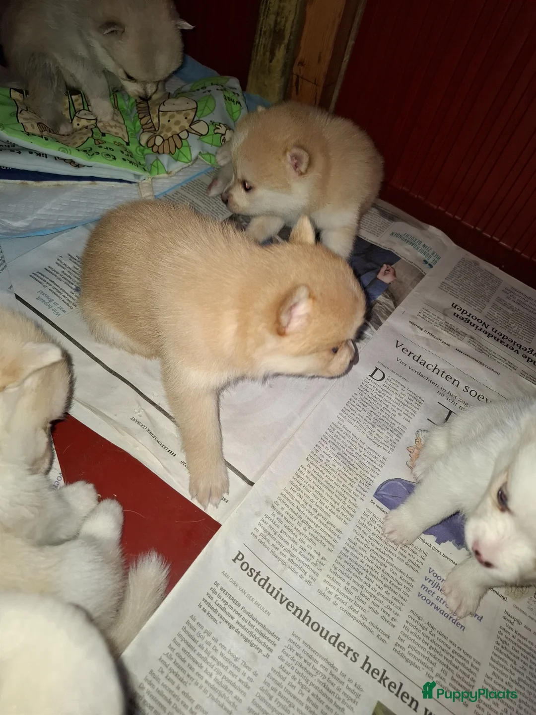 Pomsky honden te koop: Pomsky pups in Sweagerbosk - Advertentie 2