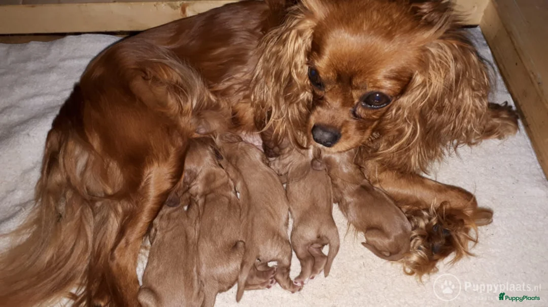 Cavalier King Charles Spaniel honden ter dekking: cavalierkingcharles spaniel dekreu messi in Mierlo - Advertentie 3