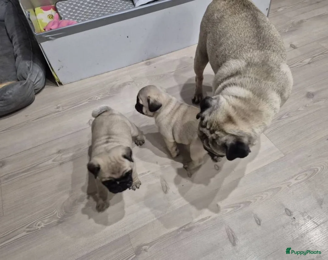 Mopshond honden te koop: mopshond puppy’s  - Advertentie 1