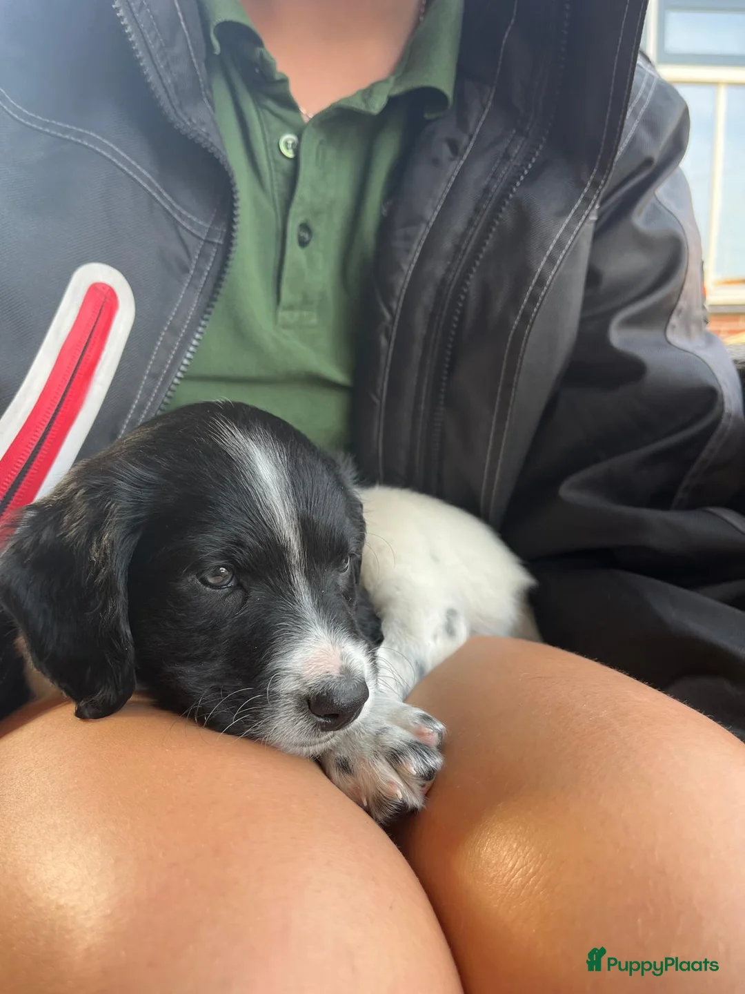 Kruising honden te koop: bijzondere kruising  stabij x duitse staande  - Advertentie 8