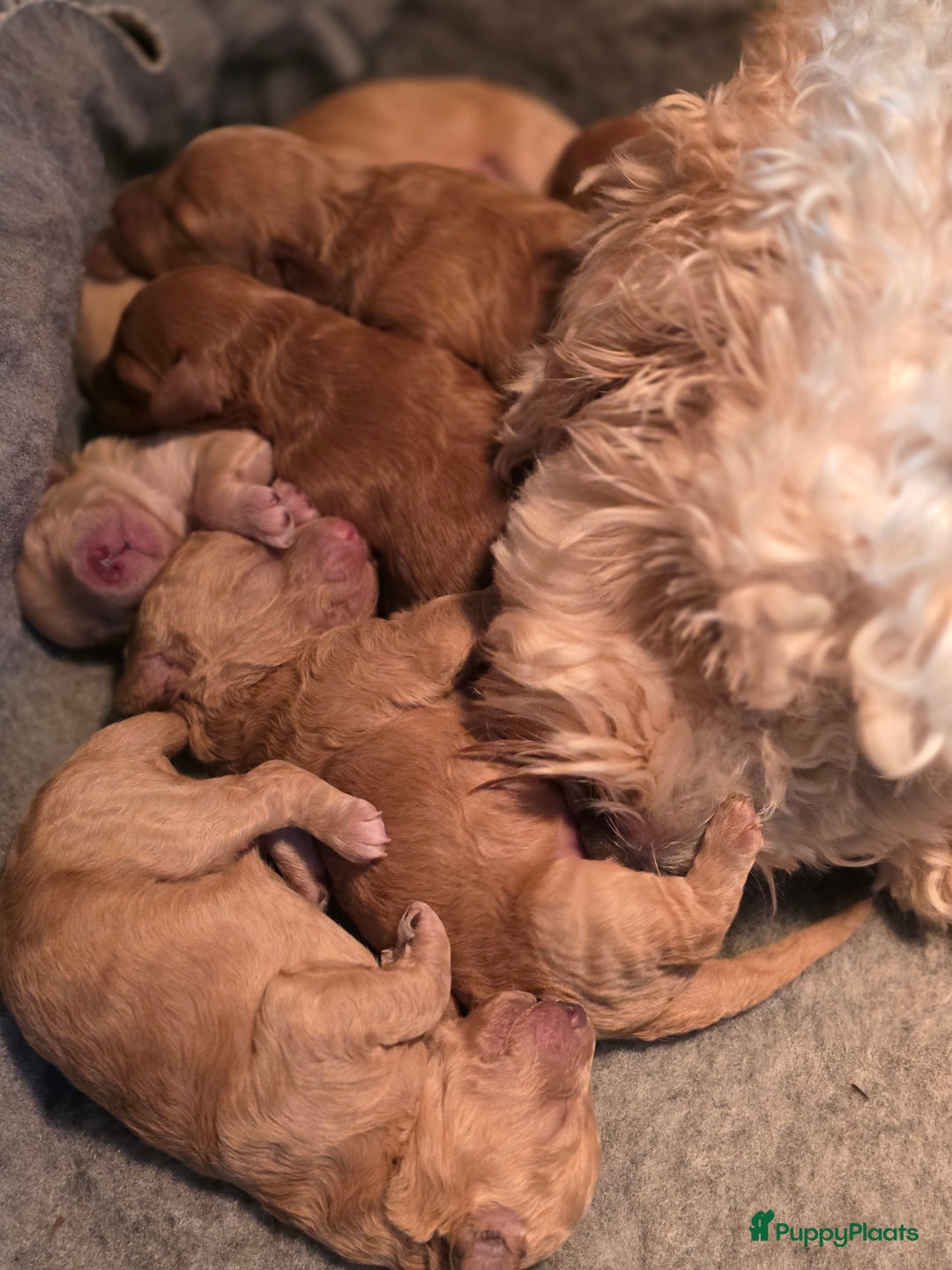 Goldendoodle honden te koop: Goldendoodle multigen middenslag reu te koop - Advertentie 19