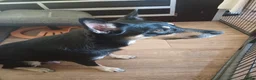 Australian Kelpie honden te koop: Mooie Australian Kelpie pups - Advertentie 3