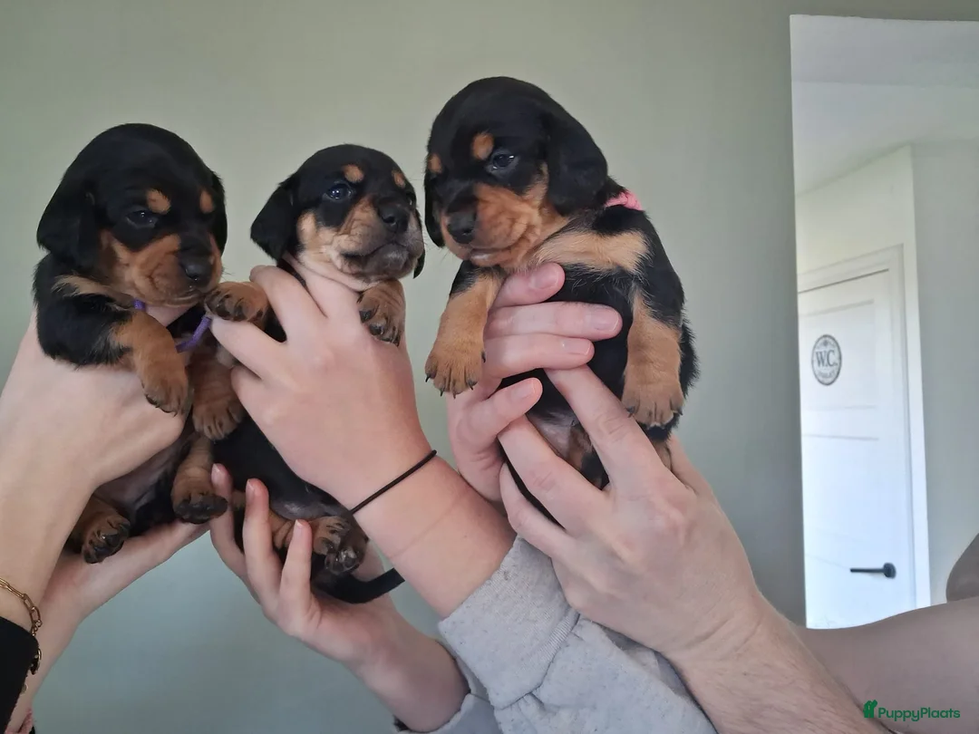 Teckel (korthaar)  honden te koop: Dwerg teckel puppy's - Advertentie 1