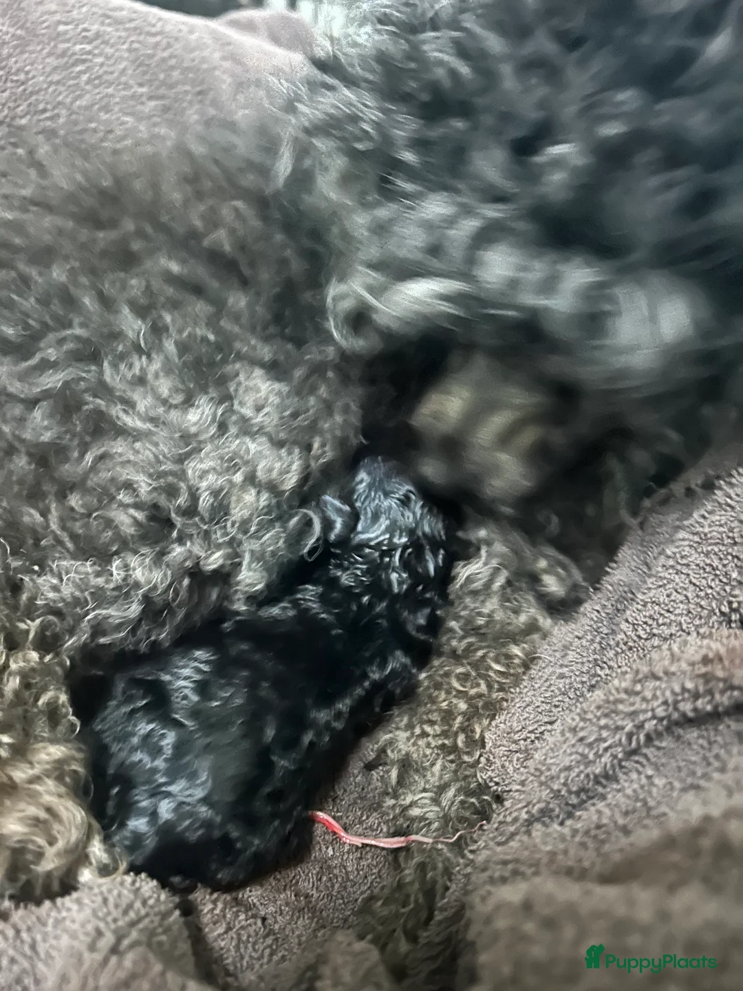 Poedel Toy honden te koop: Toy poedels - Advertentie 2