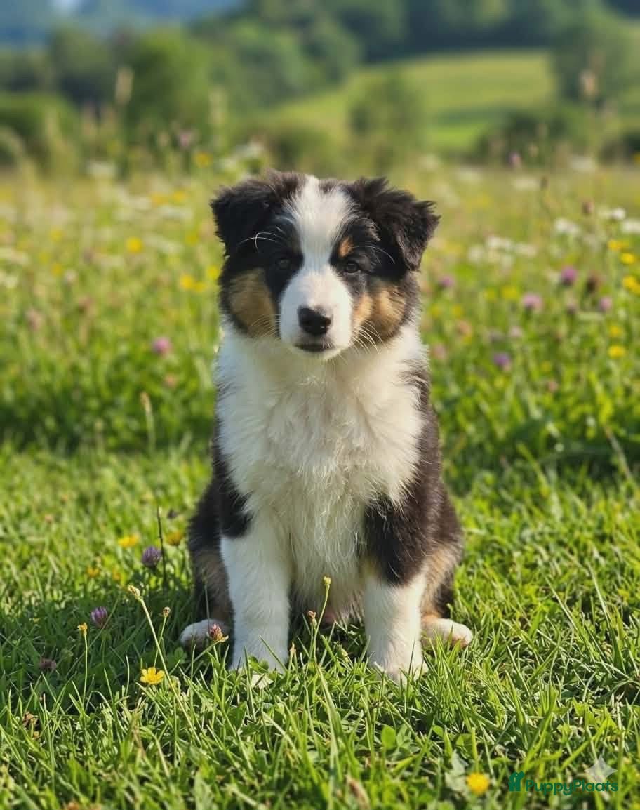 Miniature American Shepherd honden Mini Aussie (Miniature American Shepherd) - Advertentie 1
