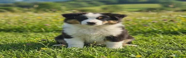 Miniature American Shepherd 1