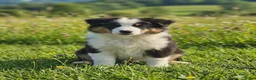 Miniature American Shepherd honden te koop: Mini Aussie (Miniature American Shepherd) - Advertentie 1