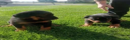 Beauceron honden te koop: Gezinshond Beauceron  in Strijbeek - Advertentie 9