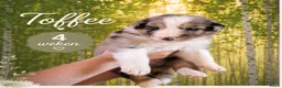Australian Shepherd honden te koop: Australian Shepherd reutje met stamboom - Advertentie 3