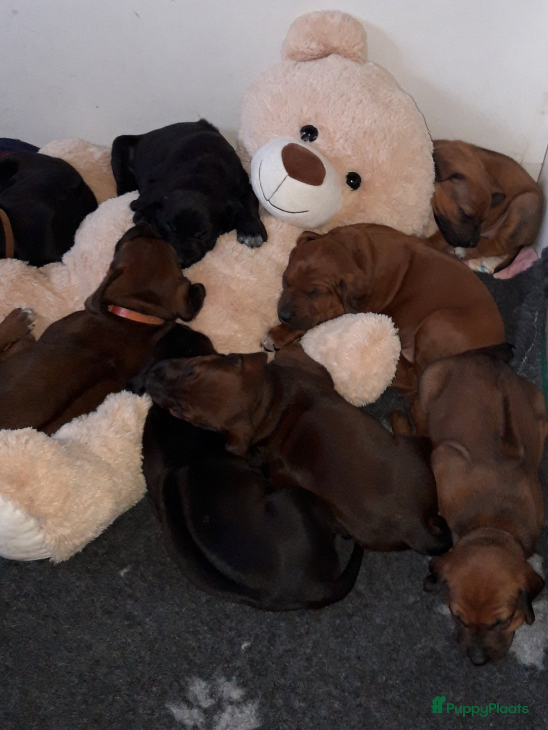 Rhodesian Ridgeback honden te koop: "Prachtige kruising Rhodesians"  in Bavel - Afbeelding 10