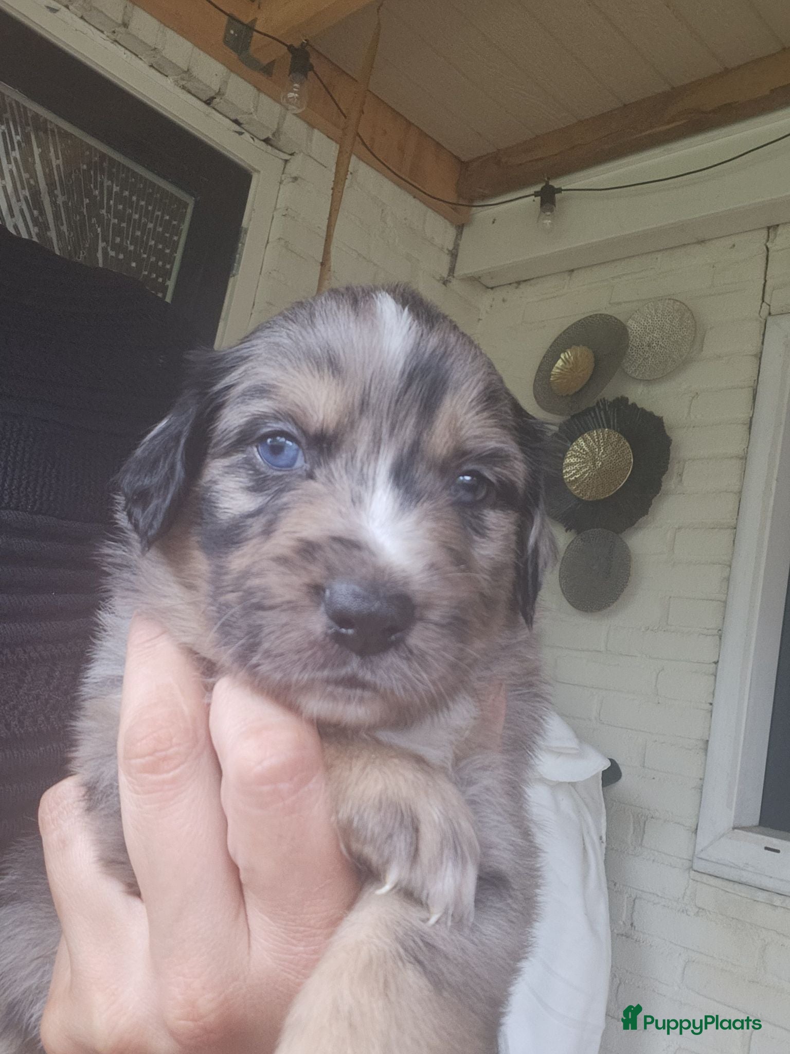 Kruising honden Mooie golden aussie pups - Advertentie 2