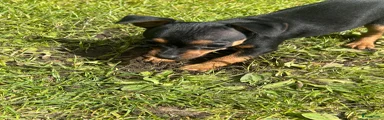 Dwergpinscher Puppy 5