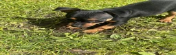 Dwergpinscher honden te koop: Pincher pups - Advertentie 3