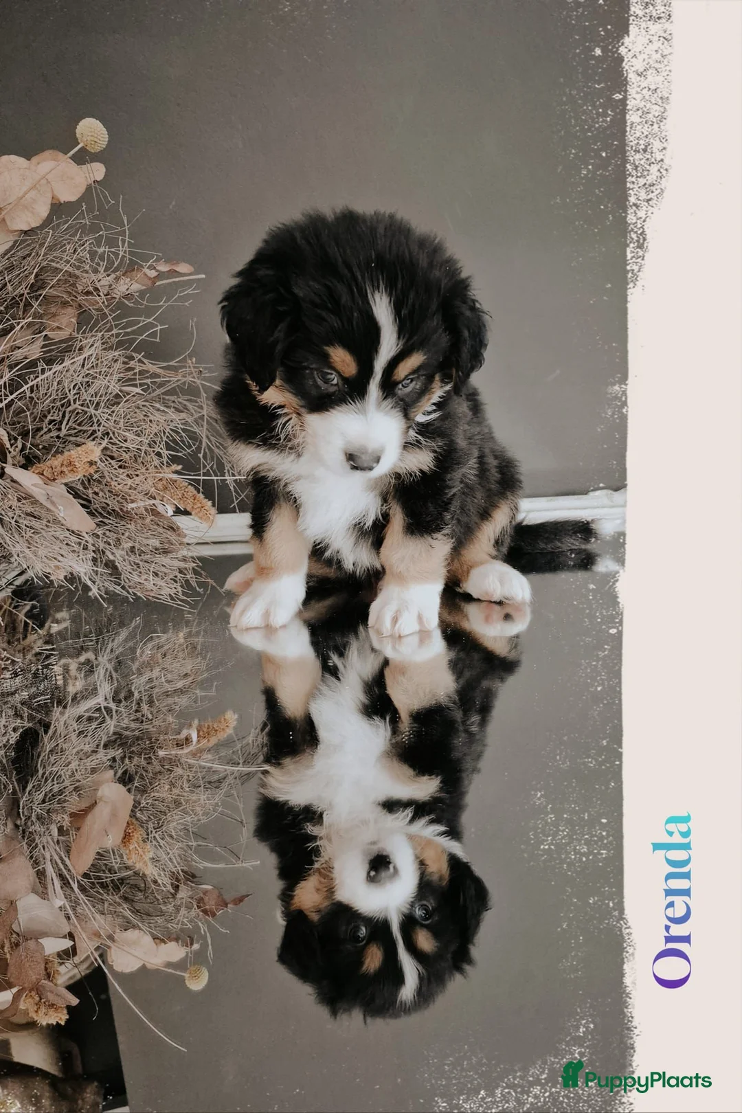 Australian Shepherd honden te koop: Australian Shepherd pups met FCI Stamboom - Advertentie 5