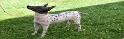 Amerikaanse Naakthond honden te koop: American hairless terrier / naakthond - Advertentie 8