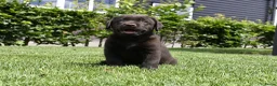 Labrador Retriever honden te koop: Chocolade bruine labrador pups met stamboom ! - Advertentie 27