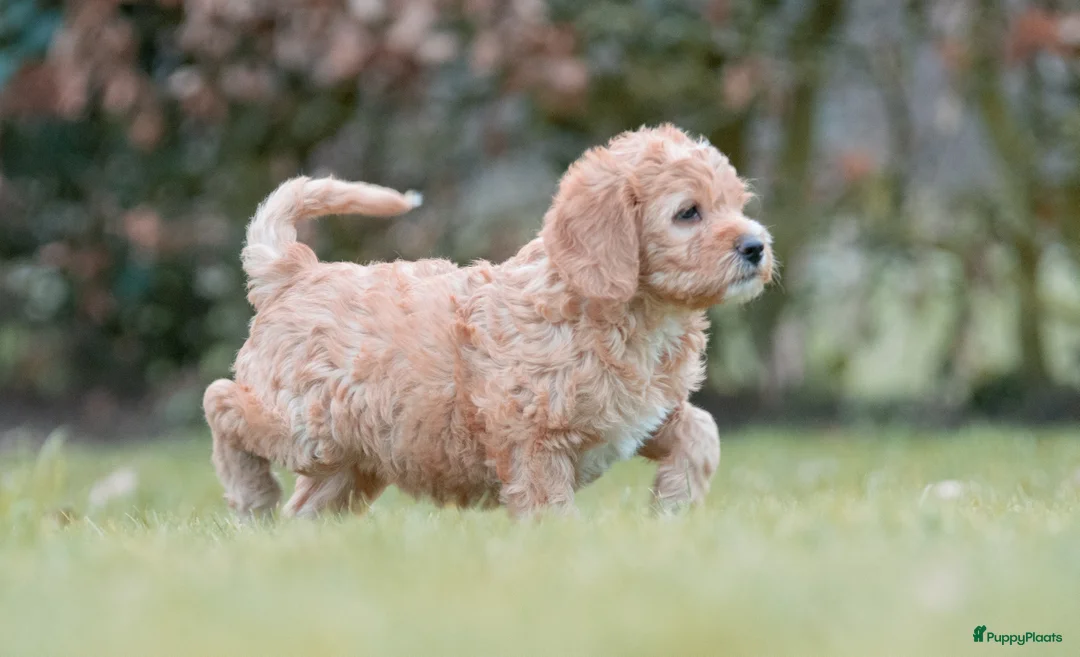 Labradoodle honden te koop: prachtige labradoodle x australian labradoodle - Advertentie 5