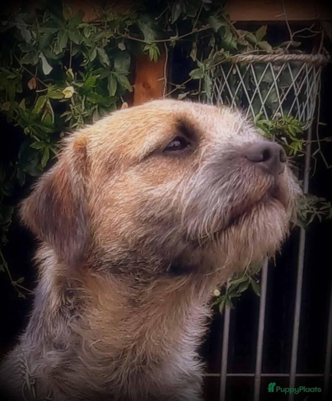 Border Terriër honden ter dekking: Border Terrier Dekreu!  06 41290018 in Losser - Advertentie 3