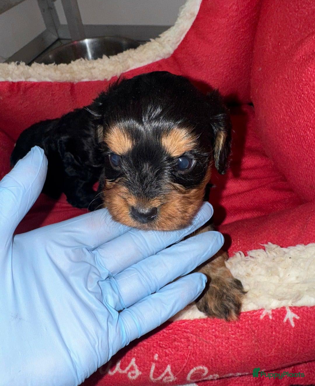 Cavapoo honden te koop: Schattige Cavapoo Puppy’s Klaar - Advertentie 6