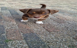 Jack Russel Terriër honden te koop: nog 1 jack russel reutje  in Bentelo - Afbeelding 1