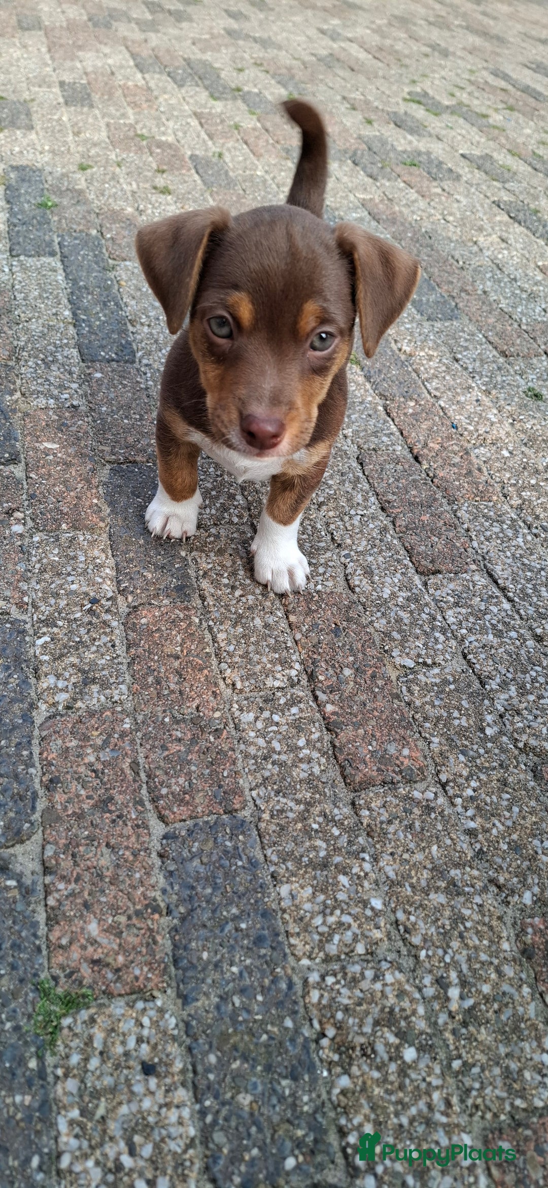 Jack Russel Terriër honden te koop: nog 1 jack russel reutje  in Bentelo - Afbeelding 1