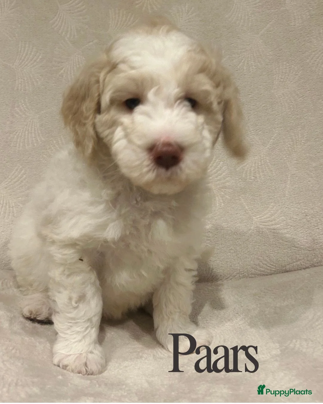 Labradoodle honden te koop: Labradoodle puppy's - Advertentie 9