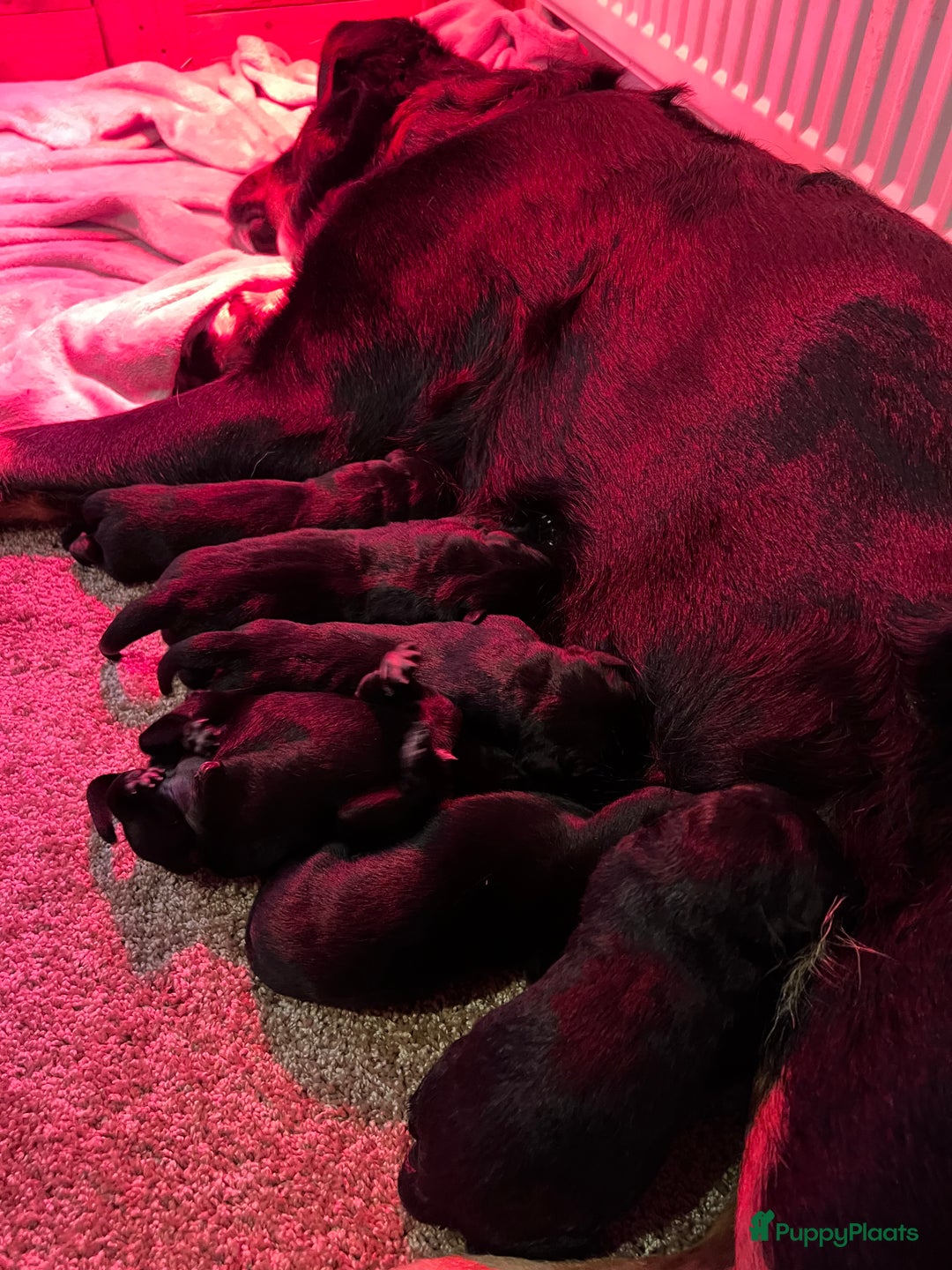 Kruising honden te koop: Mooie boulabjes te koop  - Advertentie 3