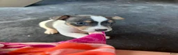 Jack Russel Terriër honden te koop: Jack Russel pups - Advertentie 13