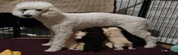 Labradoodle honden te koop: Poedel outcross pups | DNA-geteste ouderdieren - Advertentie 7