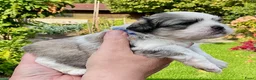 Boomer honden te koop: Boomerpups - Advertentie 10
