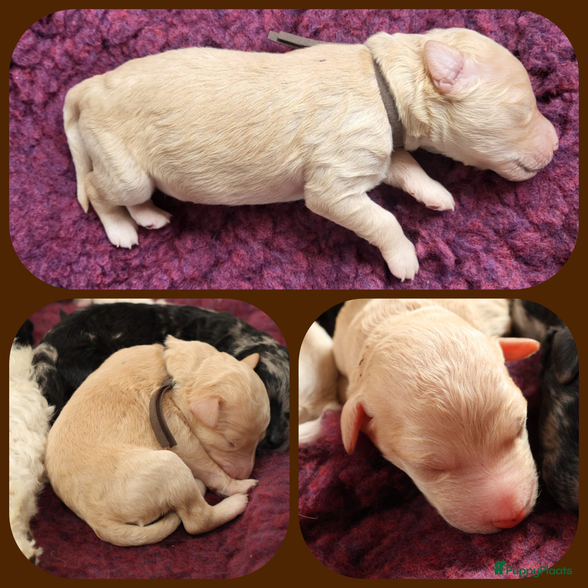Labradoodle honden Prachtige Medium Labradoodle pups geboren  - Advertentie 2