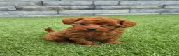 Poedel Toy honden te koop: Mooi abrikoos rood toy poedel reutje. - Advertentie 2