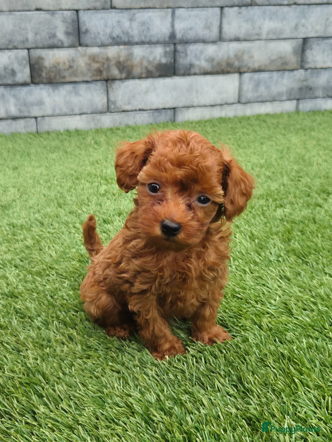 Poedel Toy honden te koop: Mooi abrikoos rood toy poedel reutje. - Advertentie 2