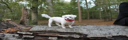 Maltipoo honden te koop: Kleinblijvende Maltipoo F1b donker abrikoos - Advertentie 7