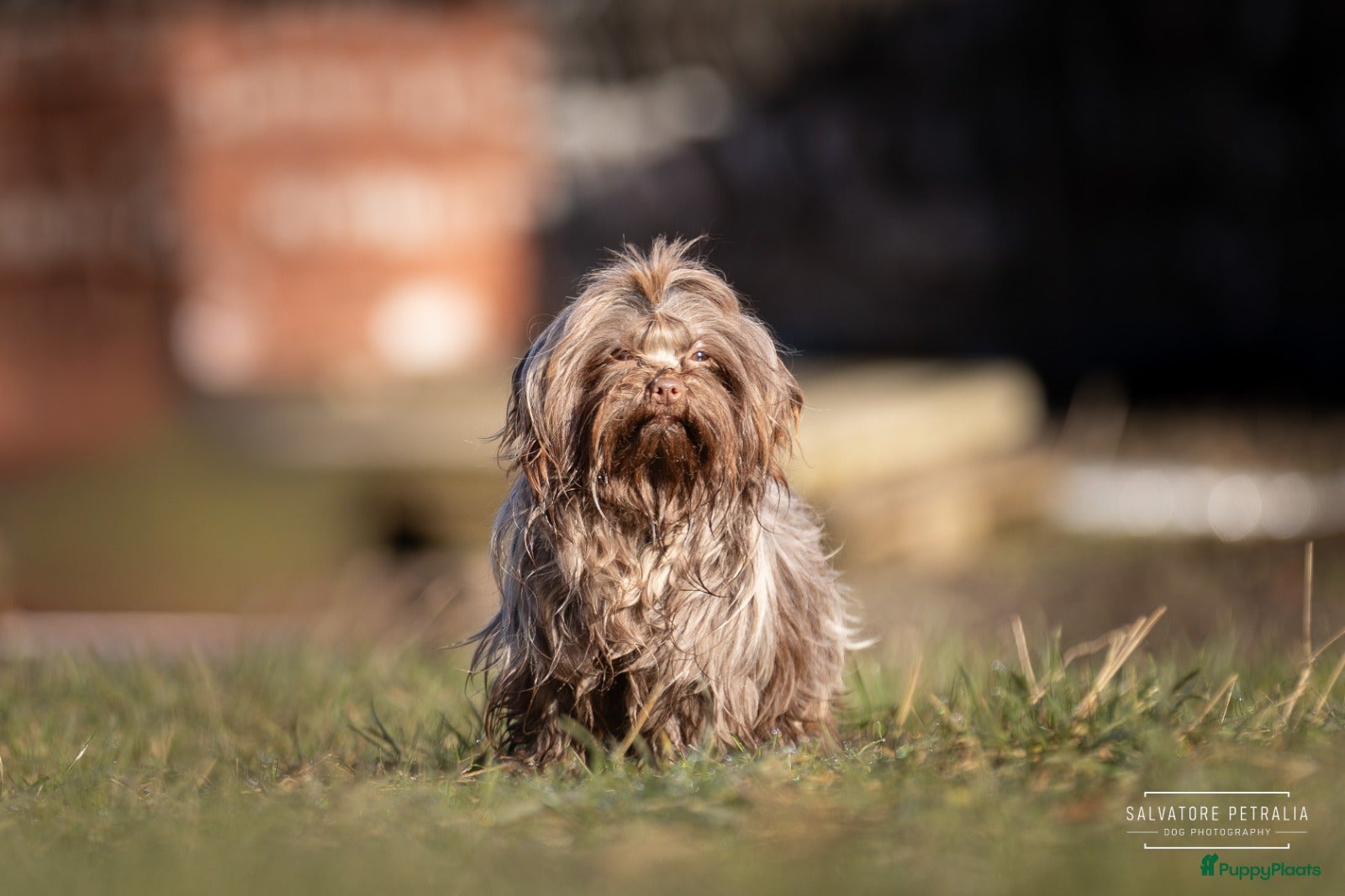 Bolonka Zwetna honden Bolonka Zwetna Reu Puppy - Advertentie 1